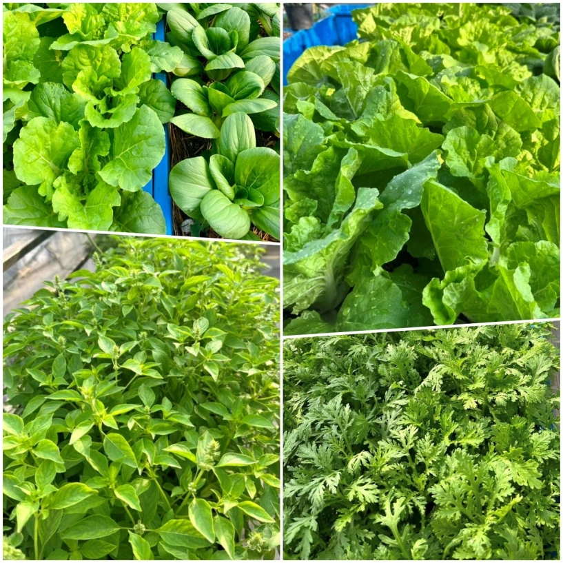 Mẹ 3 con biên hòa trồng 2 vườn rau xanh mướt trên ban công và sân thượng rau trái trĩu giàn quanh năm - 6