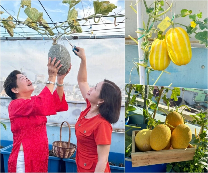 Mẹ 3 con biên hòa trồng 2 vườn rau xanh mướt trên ban công và sân thượng rau trái trĩu giàn quanh năm - 7