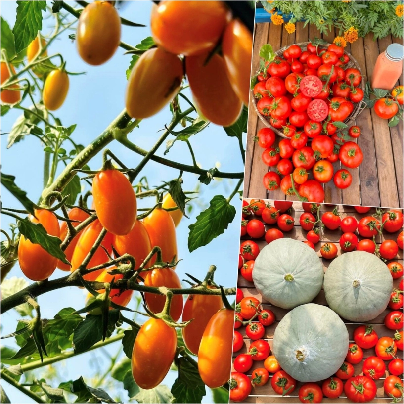 Mẹ 3 con biên hòa trồng 2 vườn rau xanh mướt trên ban công và sân thượng rau trái trĩu giàn quanh năm - 14