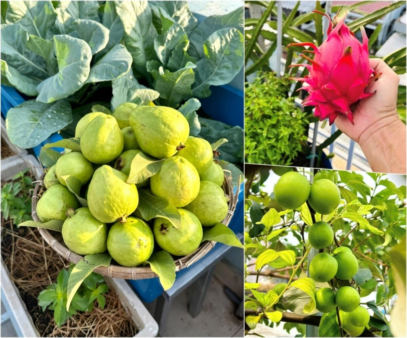 Mẹ 3 con biên hòa trồng 2 vườn rau xanh mướt trên ban công và sân thượng rau trái trĩu giàn quanh năm - 16