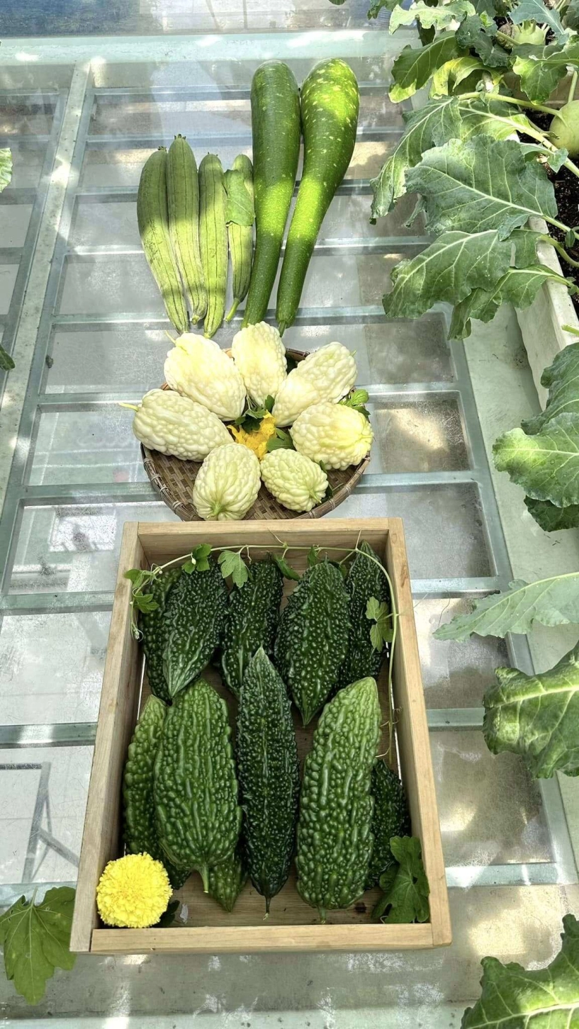 Mẹ 3 con biên hòa trồng 2 vườn rau xanh mướt trên ban công và sân thượng rau trái trĩu giàn quanh năm - 18
