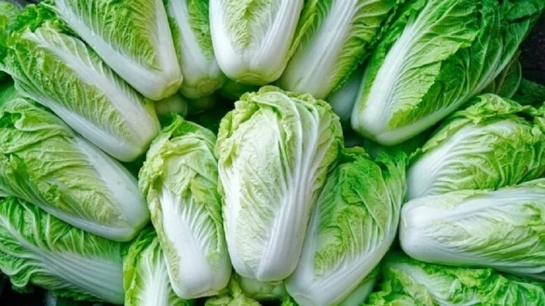 Mua cải thảo nên chọn cây xanh hay trắng người trồng mách đừng có mua nhầm kẻo nấu xong mất ngon - 3