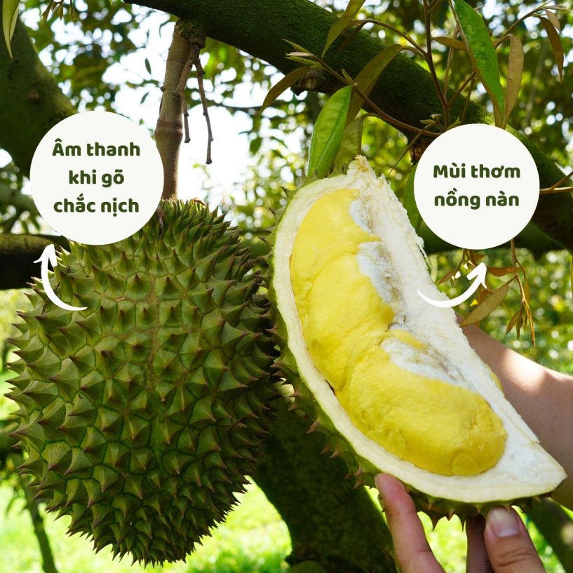 Mua sầu riêng ghi nhớ 3 mẹo này để chọn quả nào cũng ngon - 2