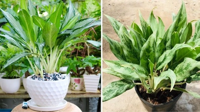 Muốn chặn vận xui tiền lúc nào cũng rủng rỉnh hãy sở hữu ngay cây giữ tiền - 2