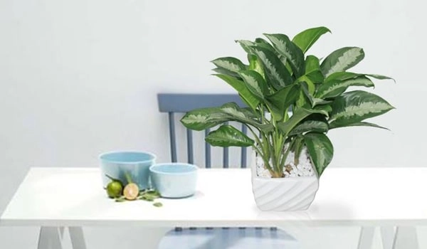 Muốn chặn vận xui tiền lúc nào cũng rủng rỉnh hãy sở hữu ngay cây giữ tiền - 3