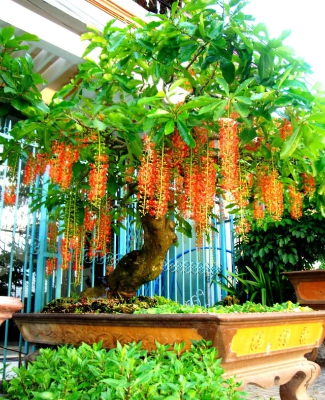 Nếu nhà bạn sở hữu loại cây này con cháu hưởng phúc cả nhà được bình an ấm no - 2