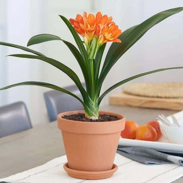 Nếu nhà bạn sở hữu loại cây này con cháu hưởng phúc cả nhà được bình an ấm no - 3