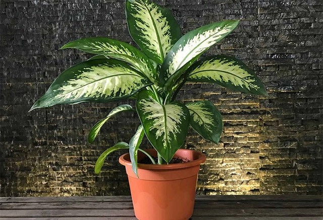 Nếu nhà bạn sở hữu loại cây này con cháu hưởng phúc cả nhà được bình an ấm no - 4