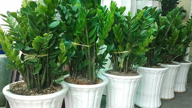 Người mệnh này đại kỵ không được trồng cây kim tiền trong nhà nếu không muốn tán gia bại sản - 1