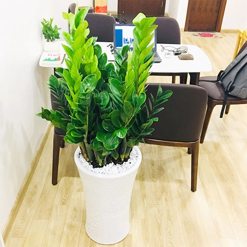 Người mệnh này đại kỵ không được trồng cây kim tiền trong nhà nếu không muốn tán gia bại sản - 2