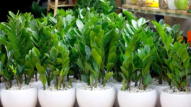 Người mệnh này đại kỵ không được trồng cây kim tiền trong nhà nếu không muốn tán gia bại sản - 3