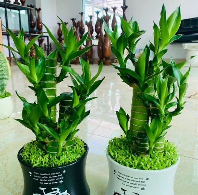 Người tuổi này nếu trong nhà có cây trúc phát tài công việc thăng tiến tiền bạc của cải phất lên như diều gặp gió - 2