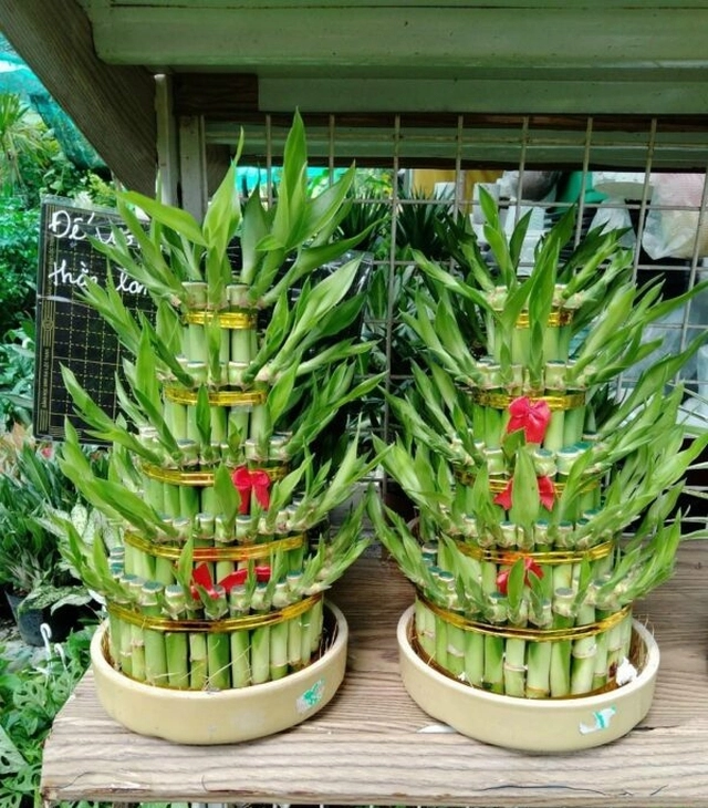Người tuổi này nếu trong nhà có cây trúc phát tài công việc thăng tiến tiền bạc của cải phất lên như diều gặp gió - 3