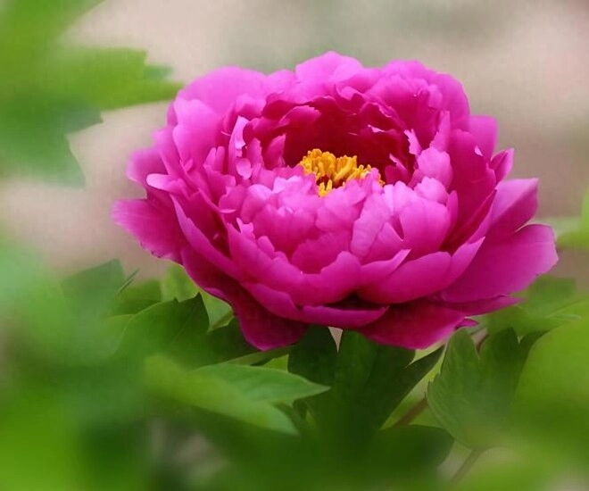 Người xưa nói trong nhà có 3 loài hoa hai tay thu tài lộc đó là 3 loài hoa nào - 1