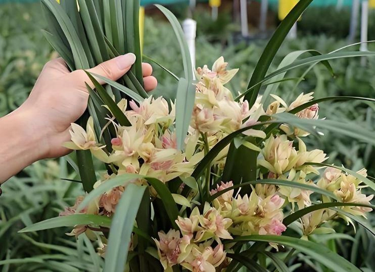 Người xưa nói trong nhà có 3 loài hoa hai tay thu tài lộc đó là 3 loài hoa nào - 4