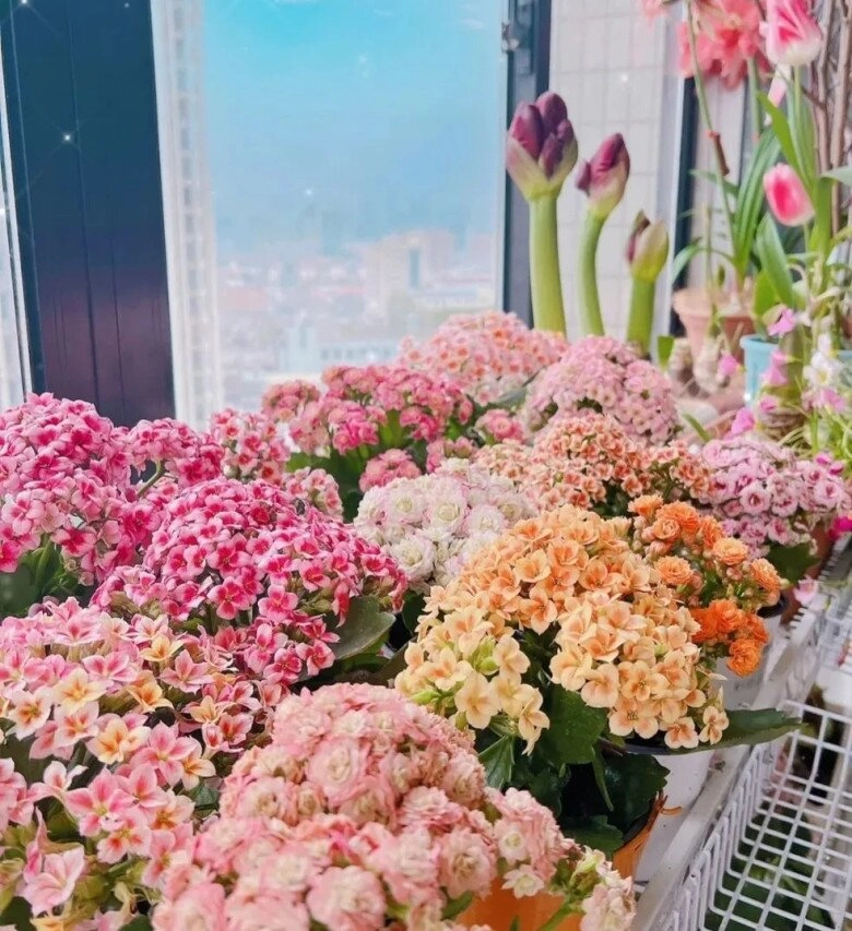 Người xưa nói trong nhà có 3 loài hoa hai tay thu tài lộc đó là 3 loài hoa nào - 5