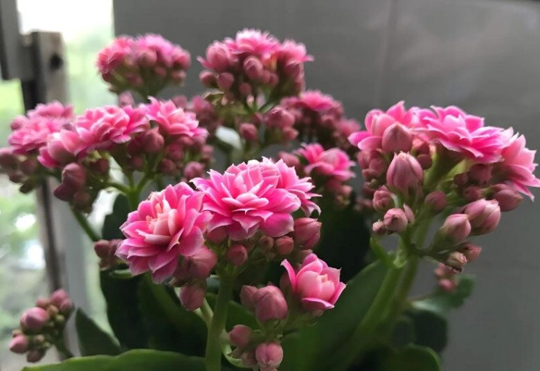 Người xưa nói trong nhà có 3 loài hoa hai tay thu tài lộc đó là 3 loài hoa nào - 6
