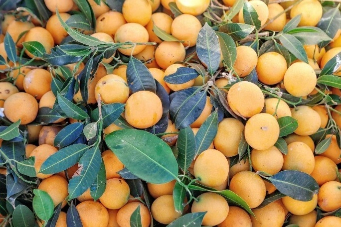 Quả dại xưa không ai ngó ngàng giờ thành đặc sản trời ban trồng một cây vừa lấy bóng mát vừa mang lại may mắn - 1