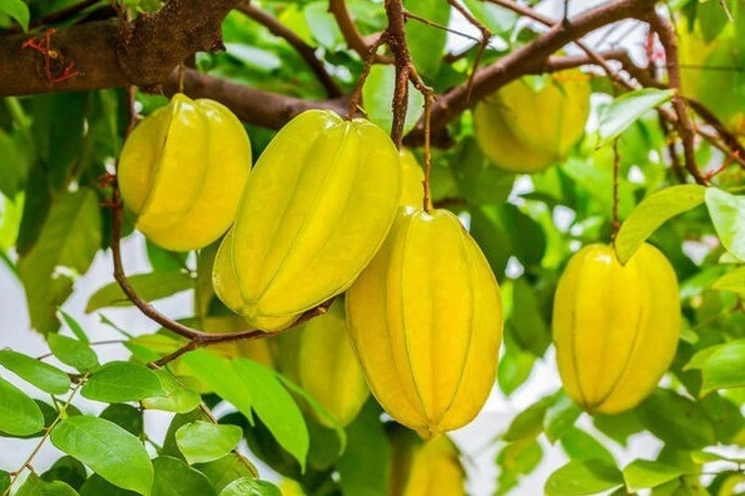 Quả dại xưa không ai ngó ngàng giờ thành đặc sản trời ban trồng một cây vừa lấy bóng mát vừa mang lại may mắn - 2