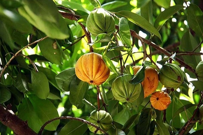 Quả dại xưa không ai ngó ngàng giờ thành đặc sản trời ban trồng một cây vừa lấy bóng mát vừa mang lại may mắn - 3