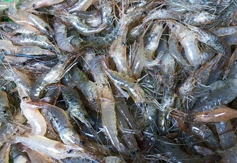 Rang tôm bao năm giờ mới biết không cần cầu kỳ chỉ cho 2 thứ này tôm luôn có màu đỏ đẹp lại cực giòn ngon - 1