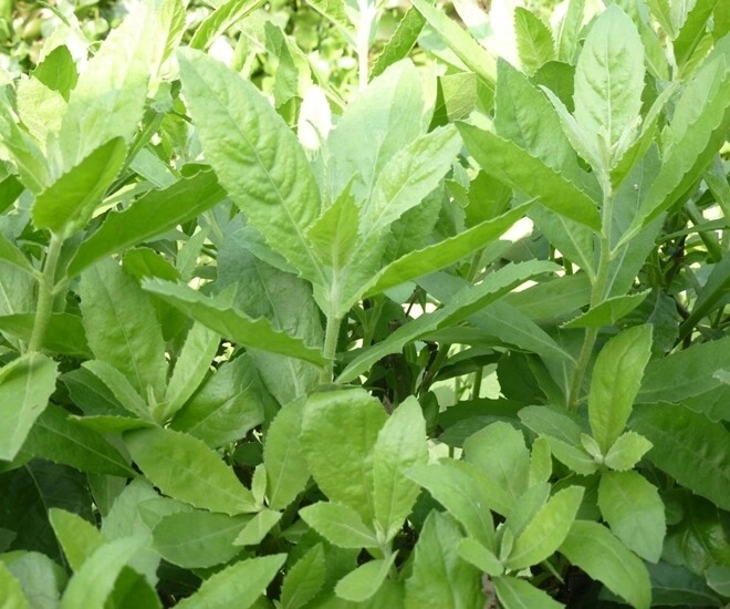 Rau dại xưa trồng làm hàng rào nay thành đặc sản dược liệu quý trồng trong nhà giúp gia chủ thu hút tài lộc - 1