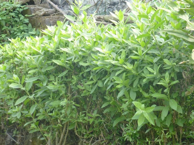 Rau dại xưa trồng làm hàng rào nay thành đặc sản dược liệu quý trồng trong nhà giúp gia chủ thu hút tài lộc - 3