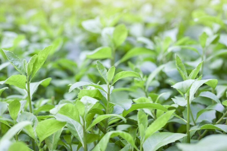 Rau dại xưa trồng làm hàng rào nay thành đặc sản dược liệu quý trồng trong nhà giúp gia chủ thu hút tài lộc - 5