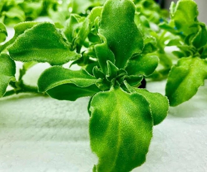 Rau kim cương từng mọc hoang giờ thành đặc sản giá 120000 đồngkg chống oxy hóa cực tốt trồng 2 tháng cho thu hoạch - 1
