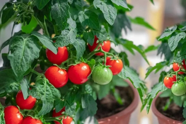 Sai lầm bạn cần tránh khi trồng cà chua để cây ra nhiều quả - 2