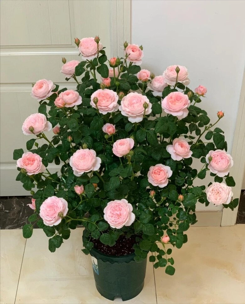 Sau 10 năm trồng hoa hồng giờ tôi mới hiểu tại sao nhiều người loại bỏ nó khỏi vườn hóa ra vì 4 lý do này - 2