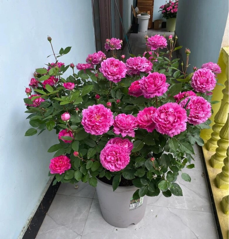 Sau 10 năm trồng hoa hồng giờ tôi mới hiểu tại sao nhiều người loại bỏ nó khỏi vườn hóa ra vì 4 lý do này - 3