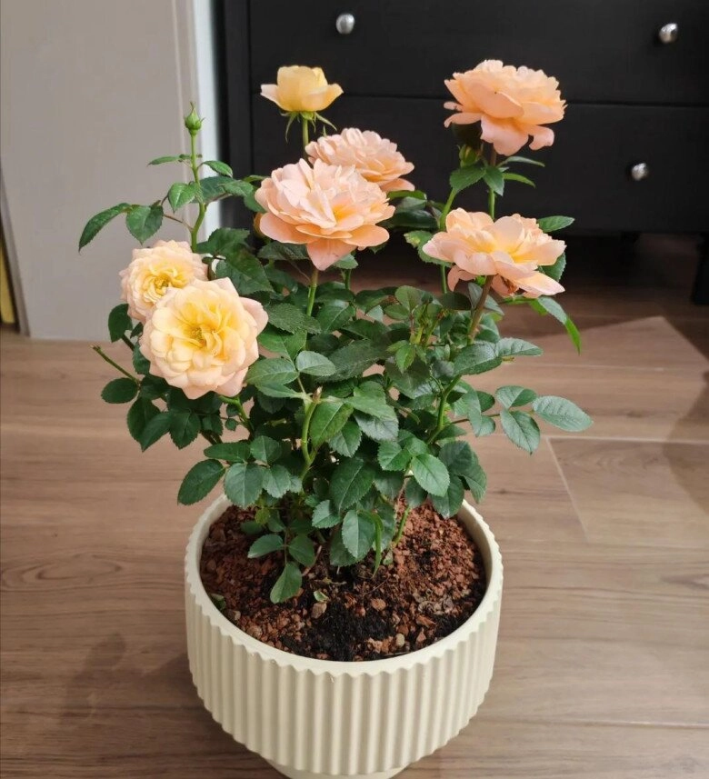 Sau 10 năm trồng hoa hồng giờ tôi mới hiểu tại sao nhiều người loại bỏ nó khỏi vườn hóa ra vì 4 lý do này - 6