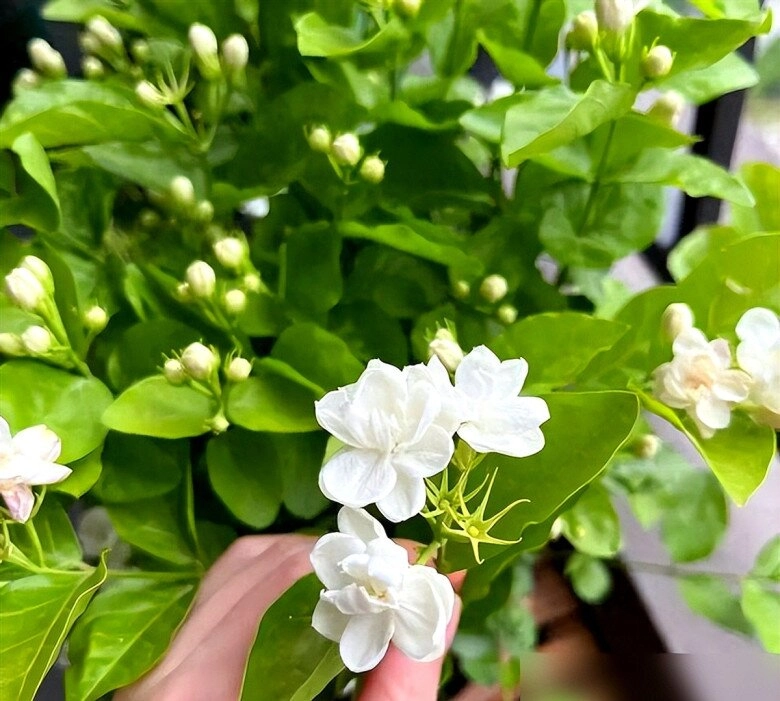 Tại sao ngày càng nhiều người đưa hoa nhài vào danh sách đen dù nó vừa đẹp vừa thơm hóa ra vì 5 lý do này - 3