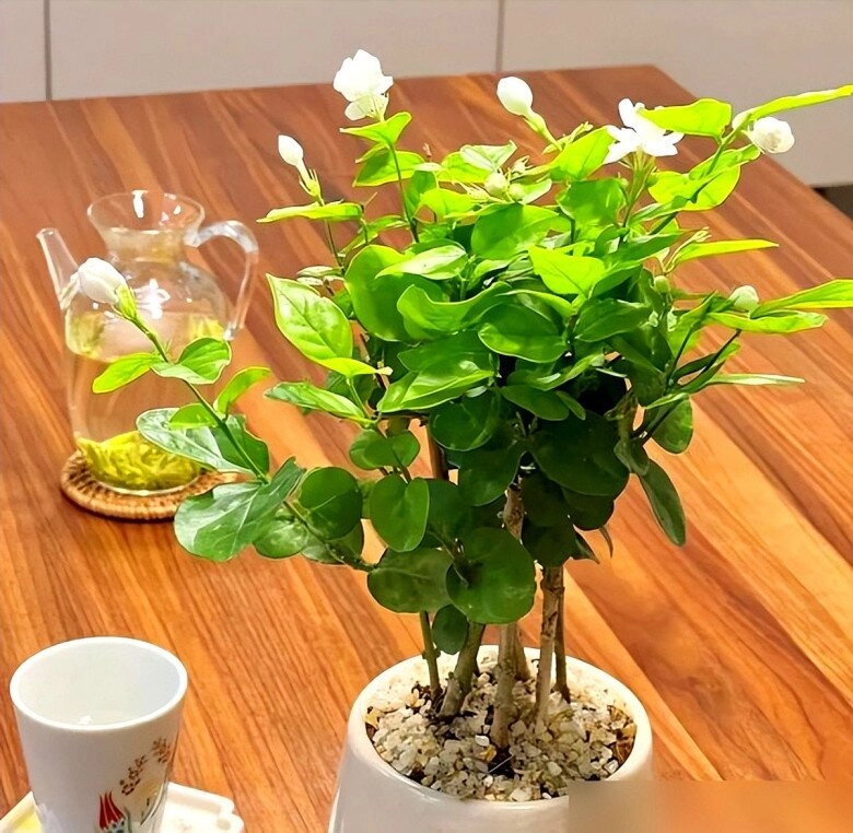 Tại sao ngày càng nhiều người đưa hoa nhài vào danh sách đen dù nó vừa đẹp vừa thơm hóa ra vì 5 lý do này - 4