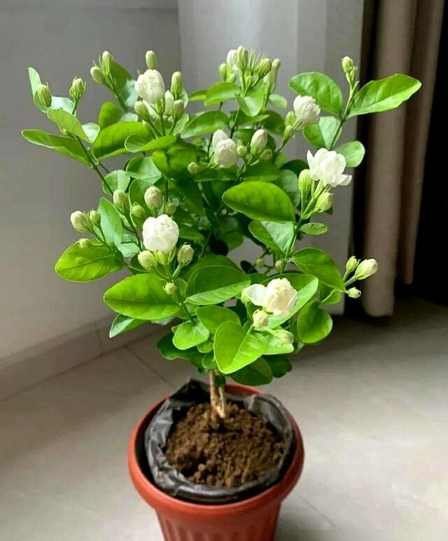 Tại sao ngày càng nhiều người đưa hoa nhài vào danh sách đen dù nó vừa đẹp vừa thơm hóa ra vì 5 lý do này - 6