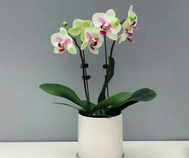 Tại sao ngày càng nhiều người đưa lan hồ điệp vào danh sách đen đây là 5 lý do - 1