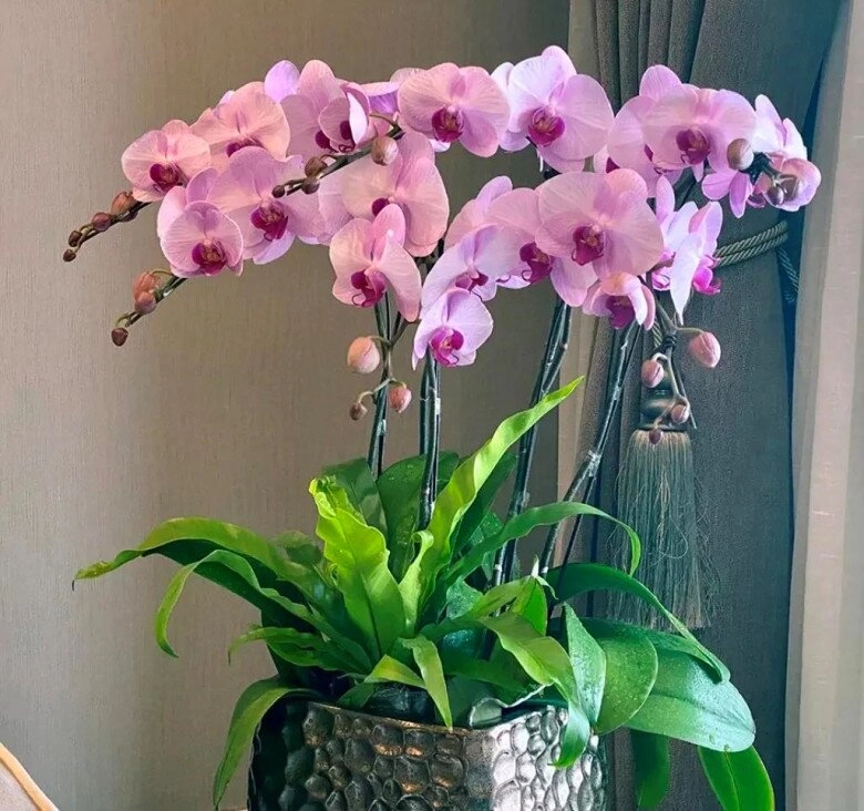 Tại sao ngày càng nhiều người đưa lan hồ điệp vào danh sách đen đây là 5 lý do - 2