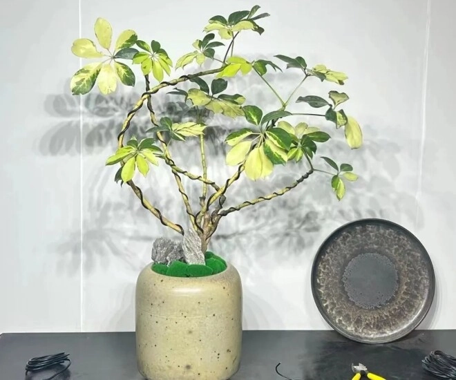 Tại sao người giàu thích trồng cây ngũ gia bì trong phòng ngủ biết lý do tôi cũng trồng một chậu - 1