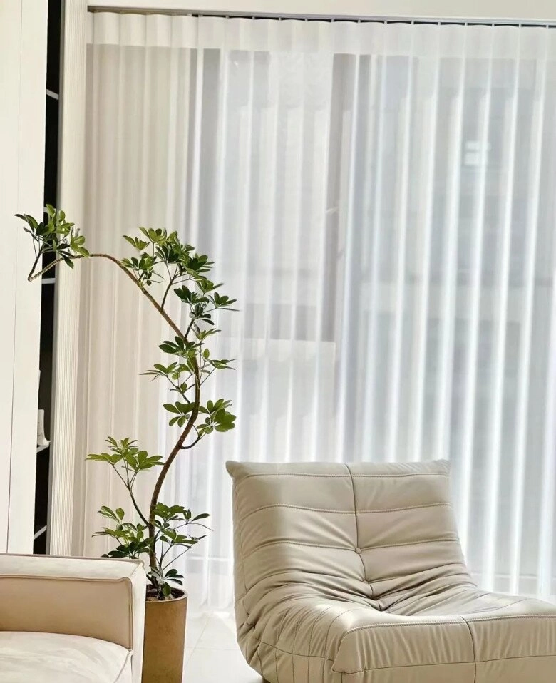 Tại sao người giàu thích trồng cây ngũ gia bì trong phòng ngủ biết lý do tôi cũng trồng một chậu - 2