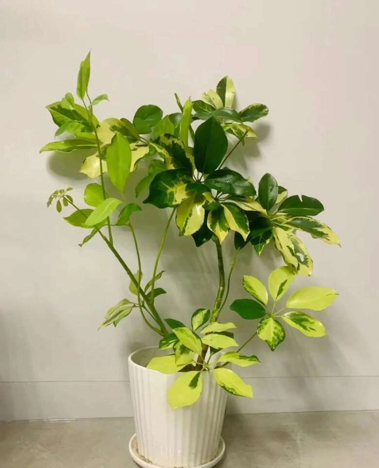 Tại sao người giàu thích trồng cây ngũ gia bì trong phòng ngủ biết lý do tôi cũng trồng một chậu - 5