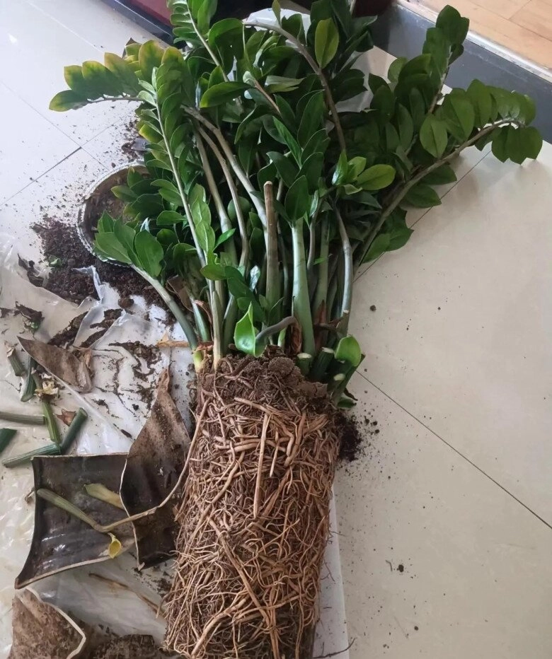 Tháng 8 làm đúng 5 việc này cây kim tiền sẽ ra hoa chồi non mọc ầm ầm gọi lộc tràn vào nhà - 3