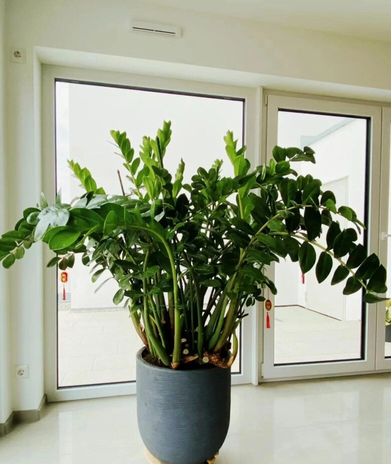 Tháng 8 làm đúng 5 việc này cây kim tiền sẽ ra hoa chồi non mọc ầm ầm gọi lộc tràn vào nhà - 6