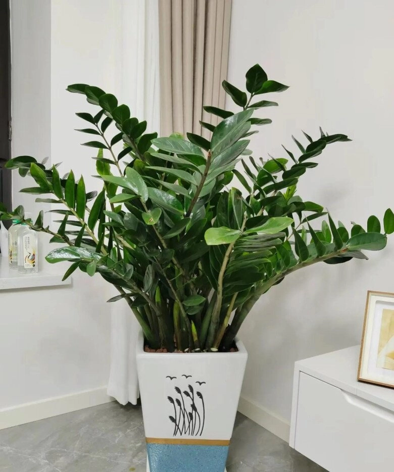 Tháng 8 làm đúng 5 việc này cây kim tiền sẽ ra hoa chồi non mọc ầm ầm gọi lộc tràn vào nhà - 7
