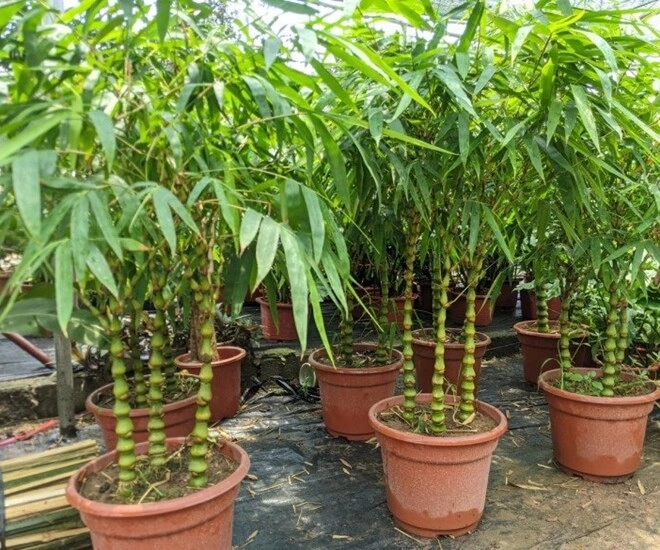 Tháng cô hồn sắp đến 3 loại cây gác cổng trồng trước cửa nhà giúp gia chủ cản vận xui hút phúc khí - 1