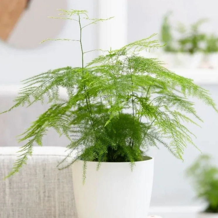 Tháng cô hồn sắp đến 3 loại cây gác cổng trồng trước cửa nhà giúp gia chủ cản vận xui hút phúc khí - 2