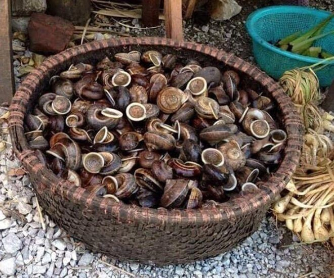 Thứ lộc trời chui ra từ hốc đá là đặc sản cực hiếm ở hòa bình bán đắt như tôm tươi có tiền chưa chắc đã mua được - 1