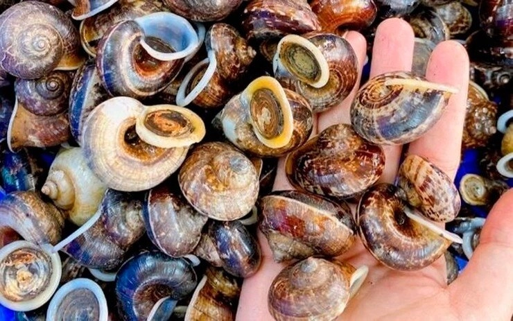 Thứ lộc trời chui ra từ hốc đá là đặc sản cực hiếm ở hòa bình bán đắt như tôm tươi có tiền chưa chắc đã mua được - 4