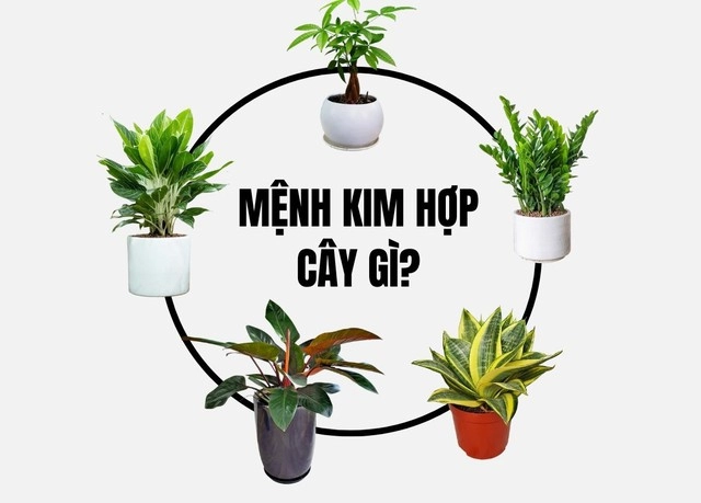 Top cây cảnh phòng lãnh đạo mệnh kim hợp phong thủy mang vượng khí bình an và hút lộc - 1