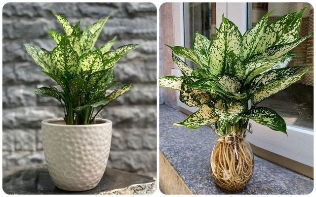 Top cây cảnh phòng lãnh đạo mệnh kim hợp phong thủy mang vượng khí bình an và hút lộc - 2